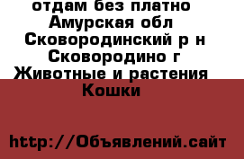 отдам без платно - Амурская обл., Сковородинский р-н, Сковородино г. Животные и растения » Кошки   